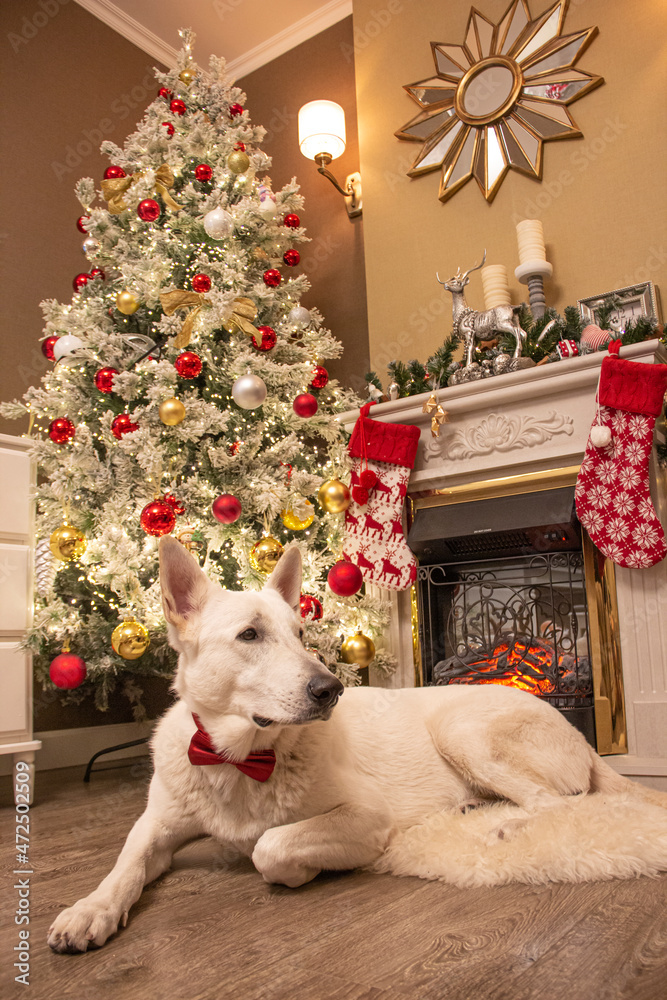 White Swiss Shepherd Dog in New Year's interior