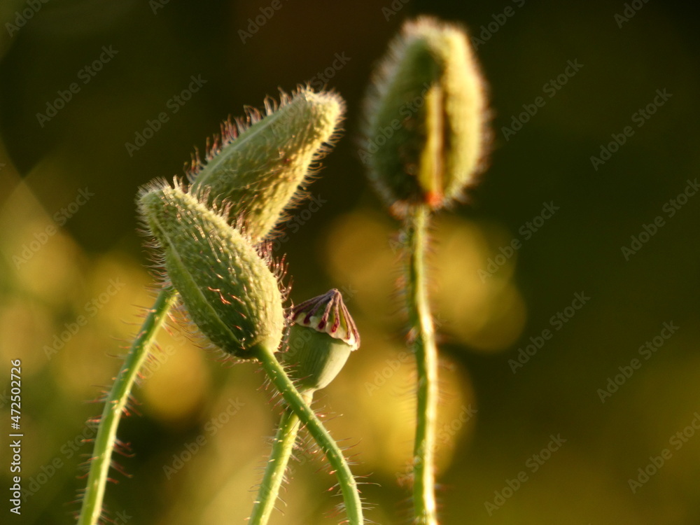 Seed heads and buds of poppy flowers in the afternoon sun, Gdansk, Poland Seed heads and buds of poppy flowers in the afternoon sun, Gdansk, Poland