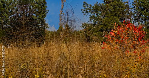 Fototapeta Naklejka Na Ścianę i Meble -  Las , drzewa , trawy , krzew o czerwonych liściach . Forest, trees, grass, bush with red leaves.