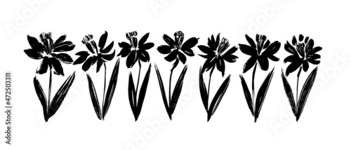 Daffodil or narcissus flower silhouettes. Hand Drawn botanical Illustration. Vector black silhouettes of spring flowers isolated on a white background. Narcissus blossom on stems with leaves.