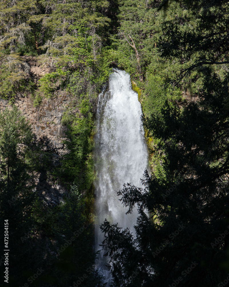 Obraz premium waterfall in the forest