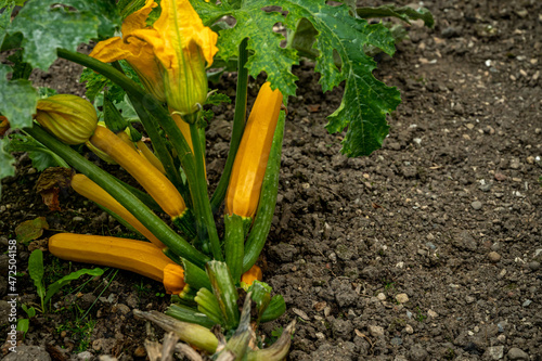 Squash plant with blossoms. Yellow zucchini in the garden. Organic vegetables. Courgette plant with yellow fruits growing in the garden bed outdoors. Cucurbita pepo.