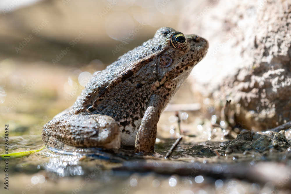 Wasserfrosch - Rana Bedriagae sitz am Tümpel Wasserfrosch - Rana Bedriagae sitz am Tümpel