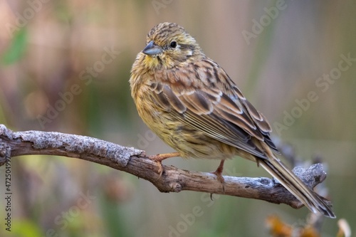 Emberiza cirlus - El escribano soteno o es un ave passeriforme de la familia Emberizidae.