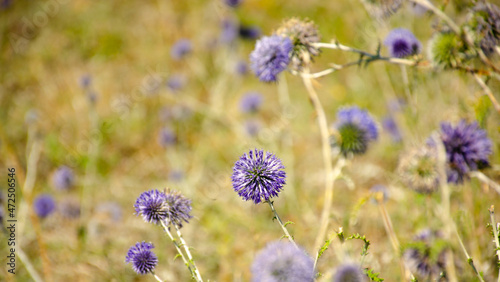 Flowers of blue thistle bloom in meadow. Flower heads of Echinops, Blue Thistle or milk thistle, Echinops spinosissimus Turra is European plant species in thistle family in family of sunflower photo