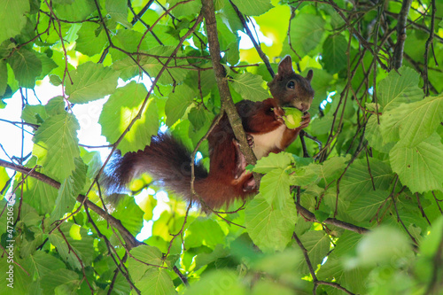 A busy squirrel gathering nuts and eating them