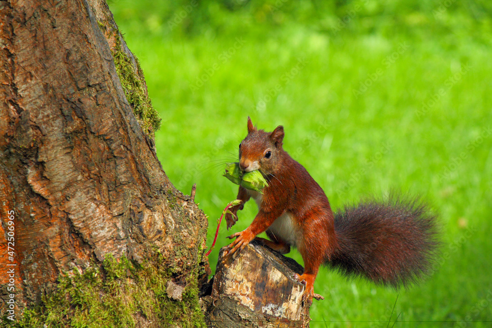 A busy squirrel gathering nuts and eating them A busy squirrel gathering nuts and eating them