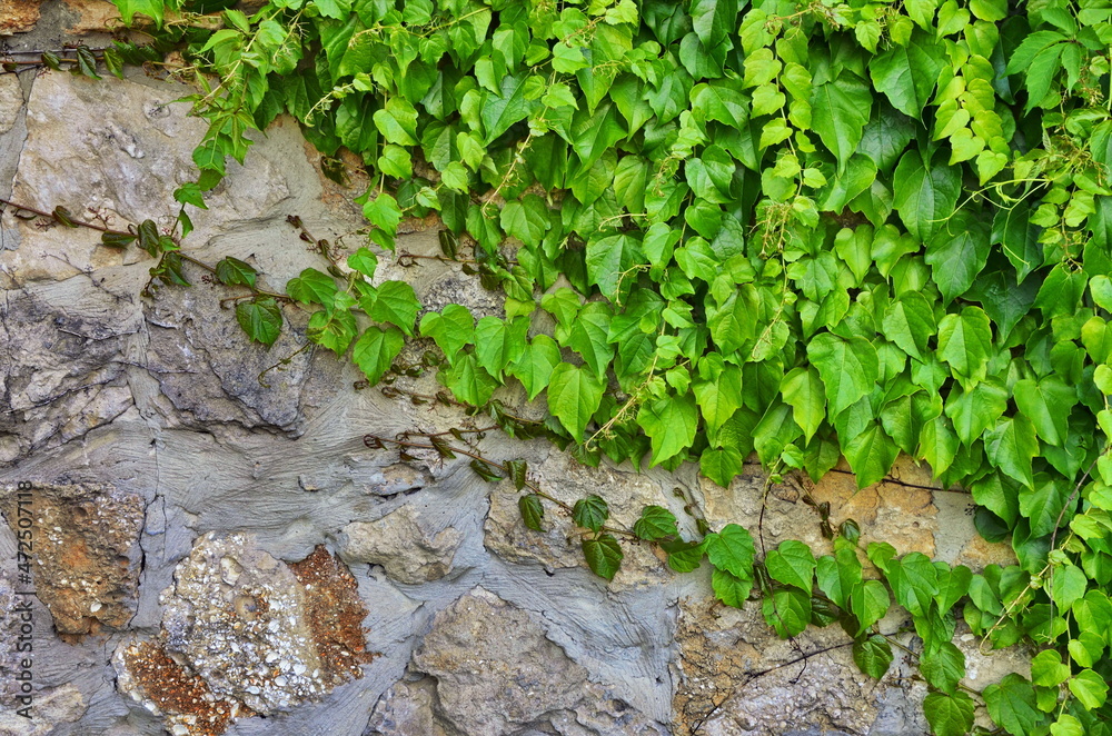 Fototapeta premium Girlish Grapes Pattern.Veitchii wild vine .