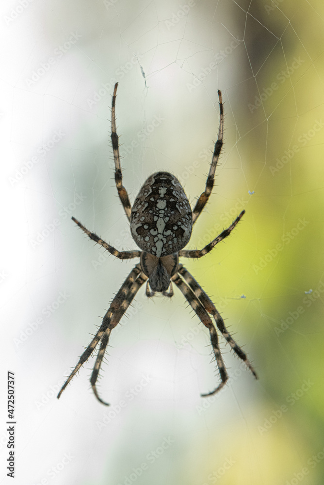 A Spider with a striped pattern waiting for its prey A Spider with a striped pattern waiting for its prey