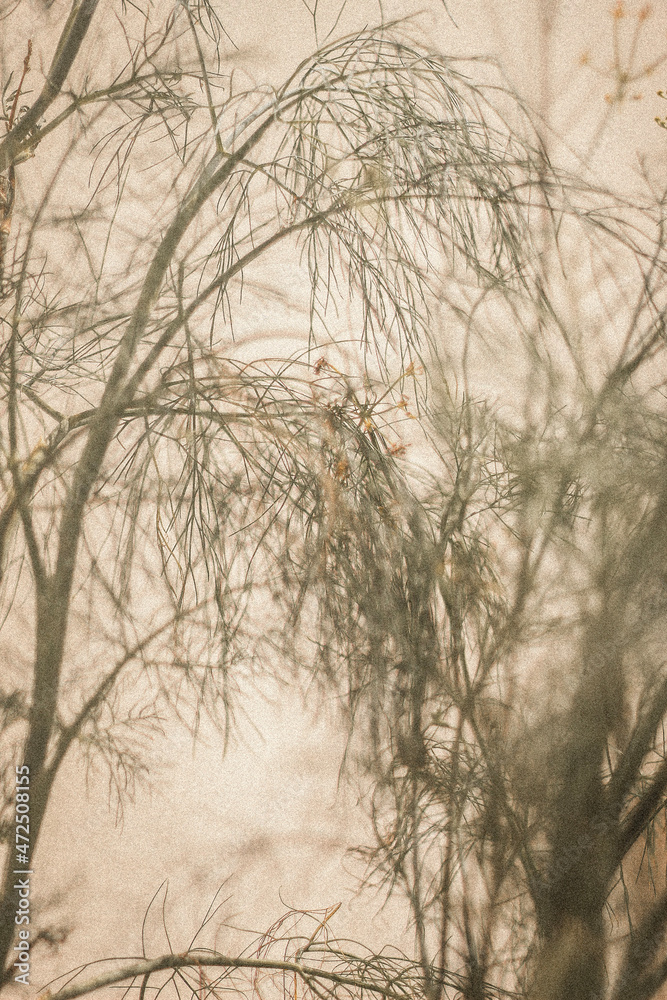 Obraz premium tree in the snow