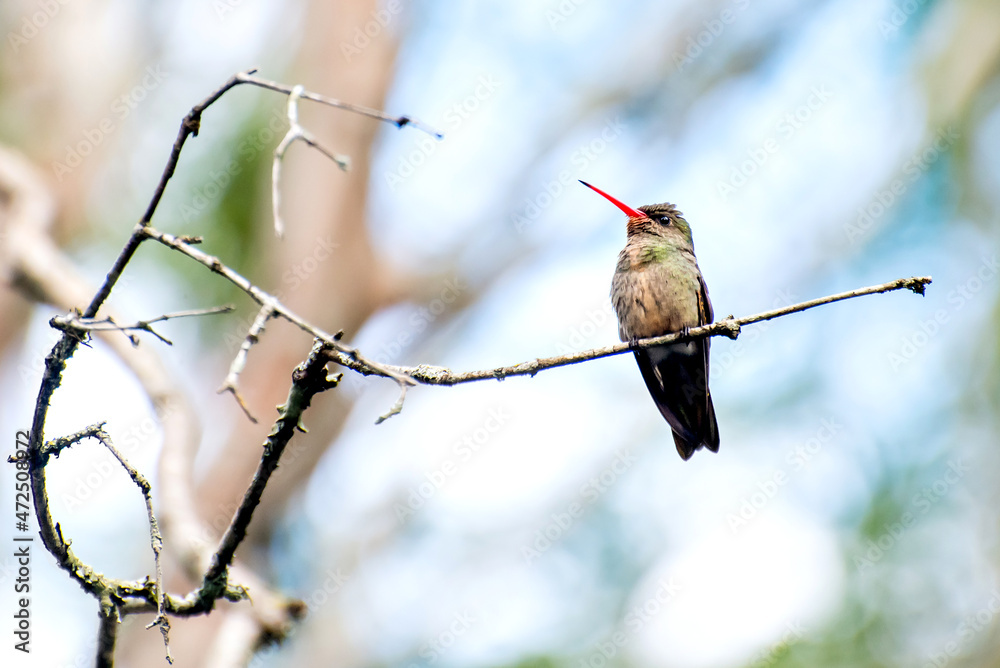 Fototapeta premium Beautiful Gilded Hummingbird in a tree in Brazil, Brazilian birds