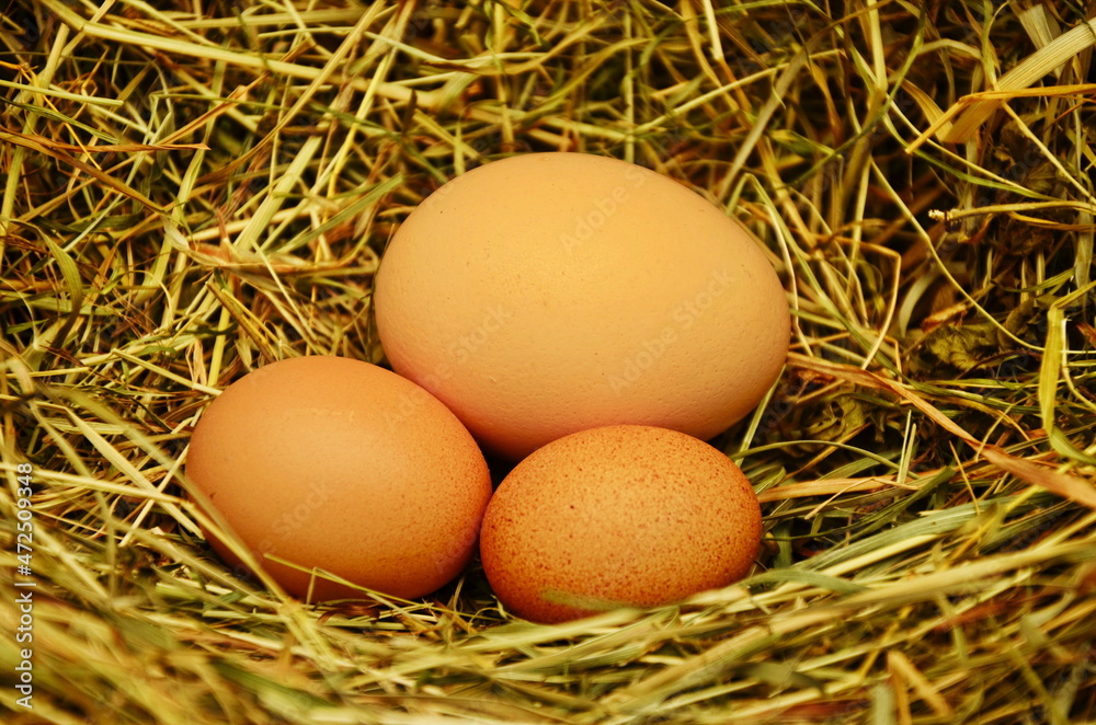 The lifestyle of the farm in the countryside, fresh eggs from the farm in the countryside