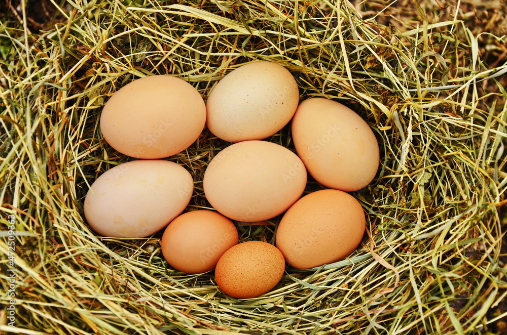 The lifestyle of the farm in the countryside, fresh eggs from the farm in the countryside