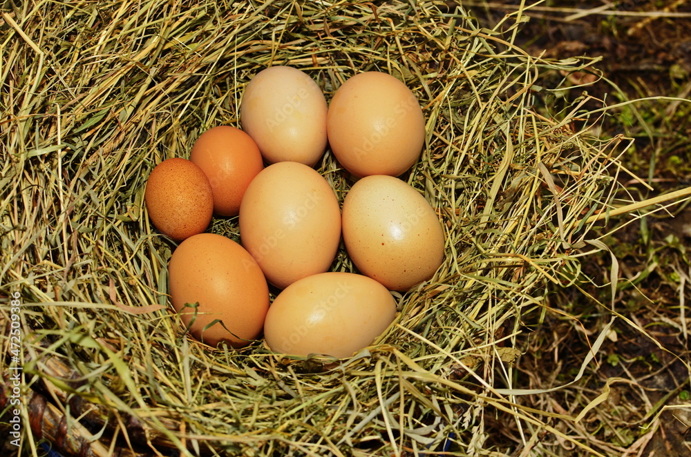 The lifestyle of the farm in the countryside, fresh eggs from the farm in the countryside The lifestyle of the farm in the countryside, fresh eggs from the farm in the countryside