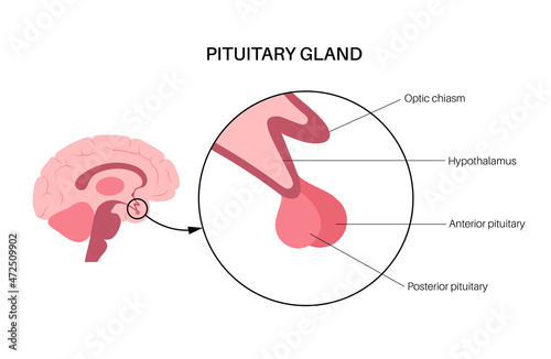 Pituitary gland anatomy
