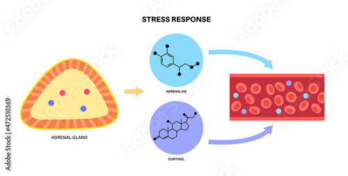 Stress responce system