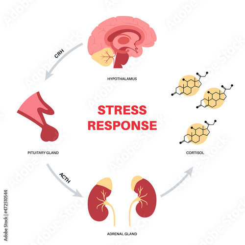 Stress responce system photo