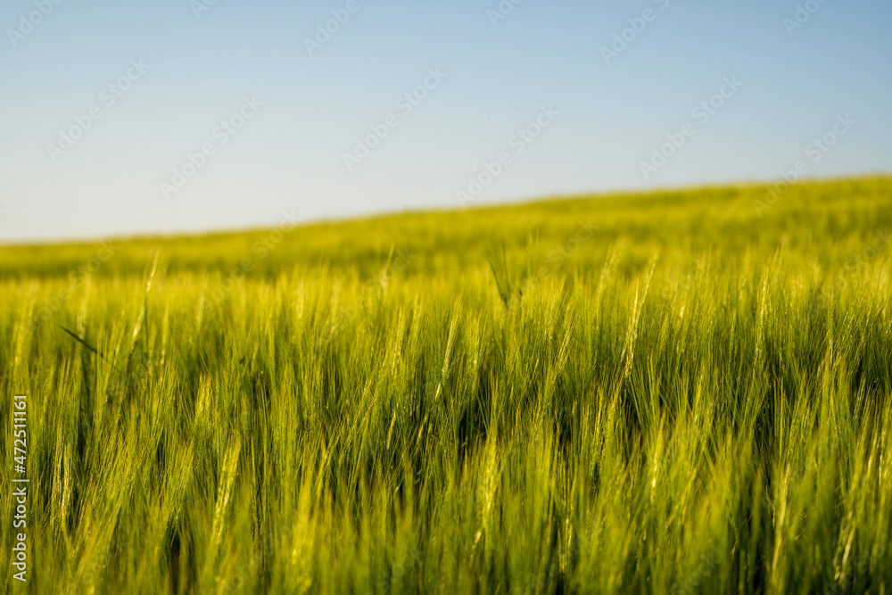 Landskape of an agricultural field with a green barley. Nature. Agricultural proces of growing cerals.