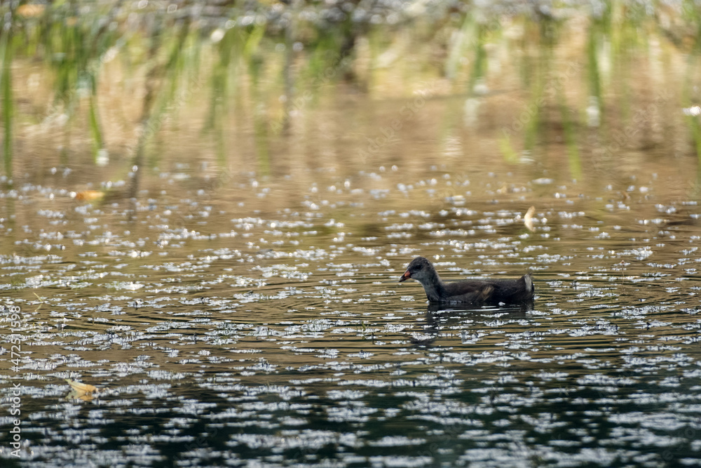 Juvenile moorhen swims in a pond.
Common moorhen - Gallinula Chloropus