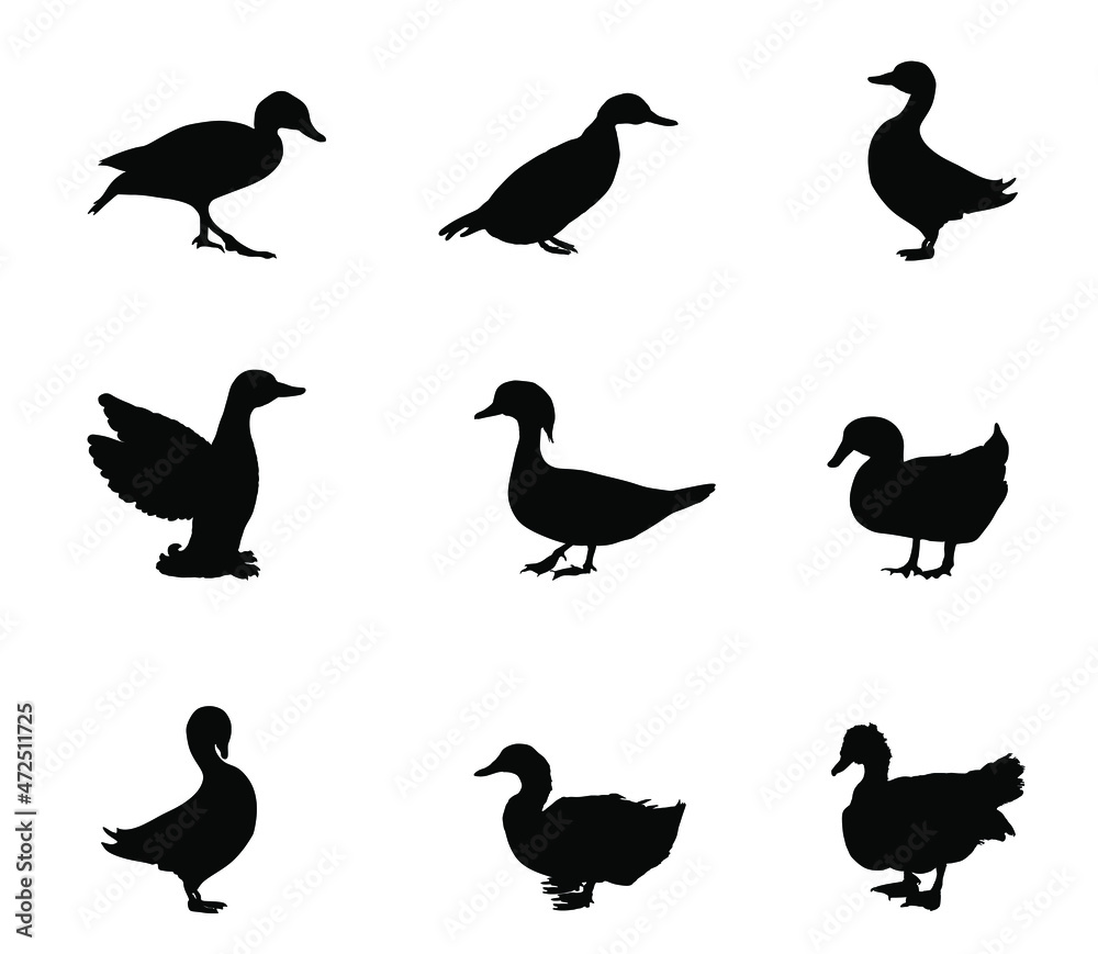 Set collection species of duck vector silhouette illustration isolated on white background. Mandarin duck, muscovy musk, domestic farm poultry, Bejing Peking duck, mallard. Restaurant menu birds.