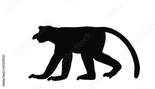 Proboscis monkey or nasalis larvatus vector silhouette illustration isolated on white background. Large nose monkey symbol. Rare endemic animal. photo