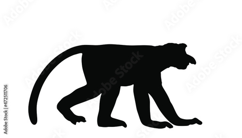 Proboscis monkey or nasalis larvatus vector silhouette illustration isolated on white background. Large nose monkey symbol. Rare endemic animal. photo