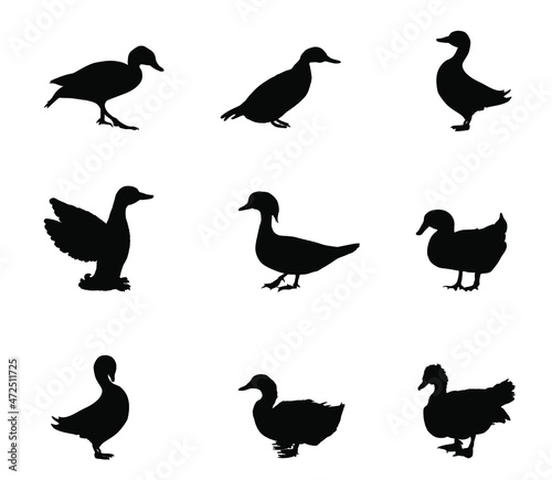 Set collection species of duck vector silhouette illustration isolated on white background. Mandarin duck  muscovy musk  domestic farm poultry  Bejing Peking duck  mallard. Restaurant menu birds.