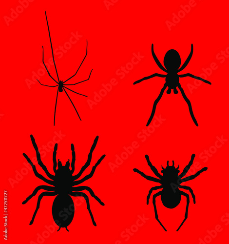 Set collection of spider vector silhouette illustration isolated on red background. Black widow tattoo sign. Daddy long legs spider, Phalangium opiliones. Tarantula symbol. 
