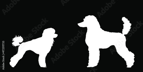 Toy Poodle against Royal Poodle vector silhouette illustration isolated on black background. French poodle couple in love standing. Beware of dog show event. White dog silhouette.