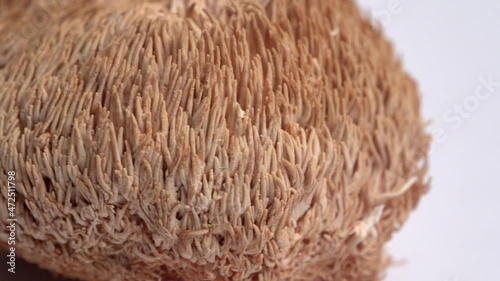 Dried Lion's Mane mushrooms or Hericium Erinaceus also called bearded tooth fungus, monkey head mushroom, yamabushitake. photo
