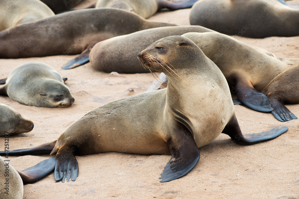Naklejka premium Group of sea lions at the namibian coast.