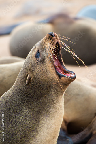 Portrait of a sea lion with open mouth. Many others around. Namibia