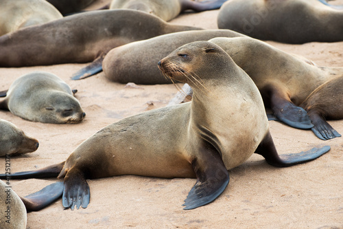 Group of sea lions at the namibian coast.