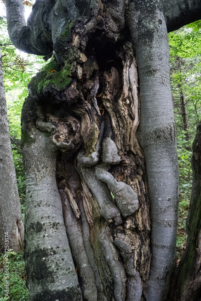 Fabulously fantastic shapes of the trunk, branches and roots of the tree.