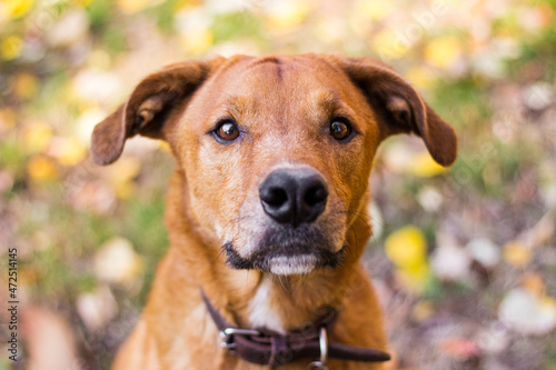 Portrait of beautiful mixed-breed dog on autumn yellow leaves © sanjagrujic