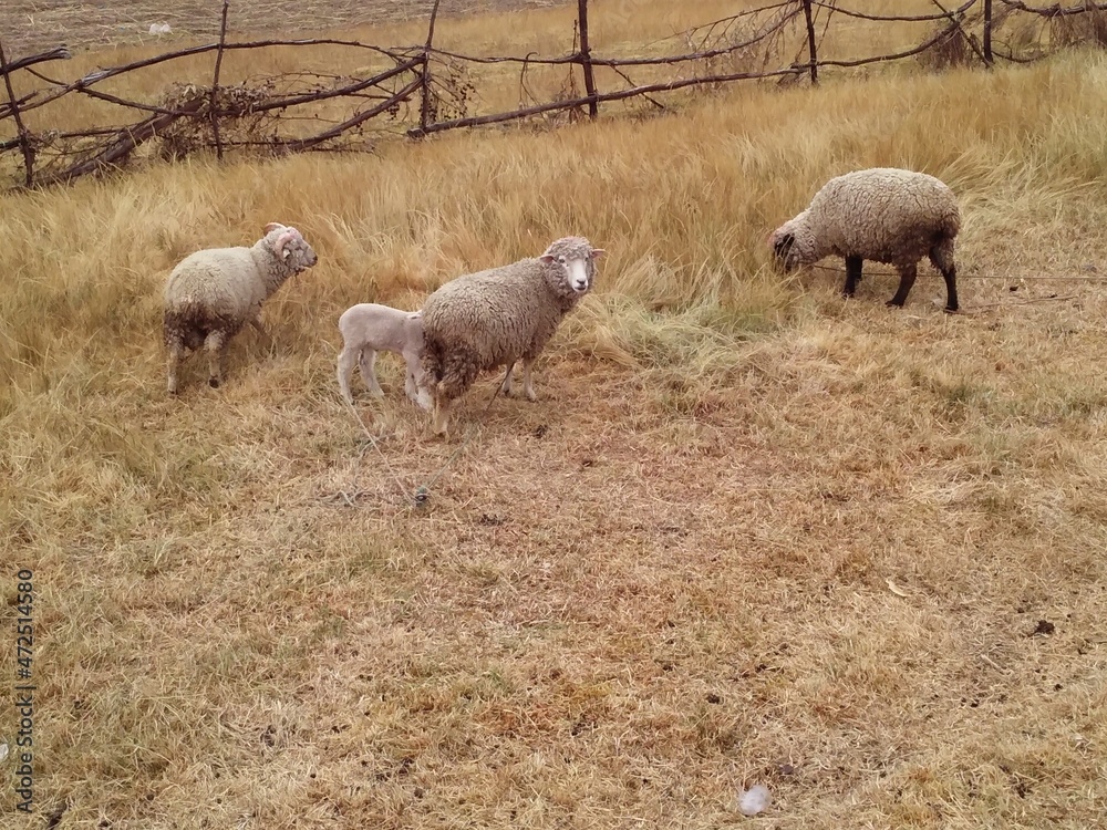 Obraz premium Sheeps, Inka Tunuhuiri, in Puno, Peru