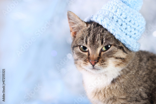Cat close up. Happy New Year. Winter. Holiday. Beautiful Cat with green eyes posing on a background of Christmas lights. Cute little kitten in a blue hat on a gentle blue Christmas tree background