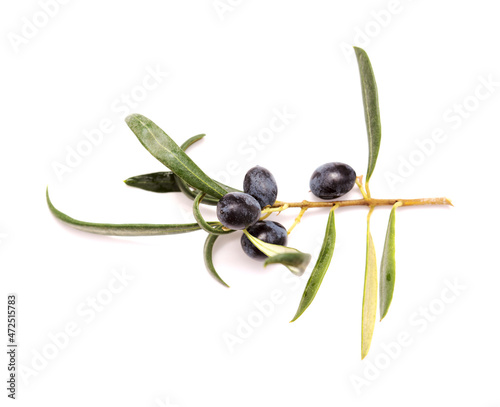 Agriculture of Gran Canaria -  small twigs of olive tree Olea europaea from Tirajana municipalities