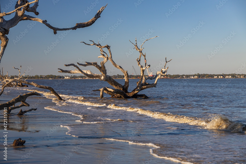Large bare tree and driftwood on the beach
Large bare tree and driftwood on the beach