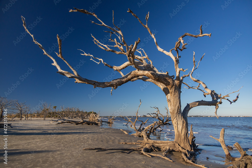 Large bare tree and driftwood on the beach
Large bare tree and driftwood on the beach