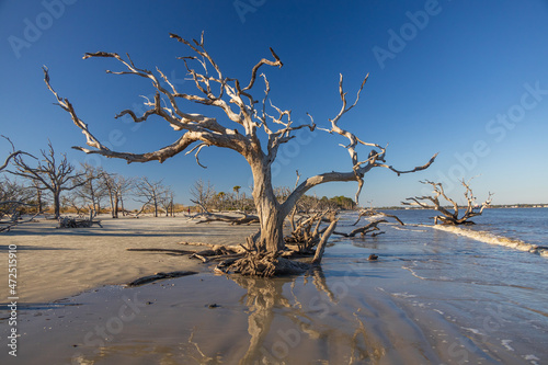 Large bare tree and driftwood on the beach
