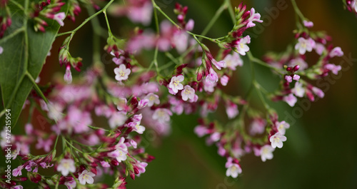 Pink flowers of tall bush of Limonium, or statice, macro floral background 