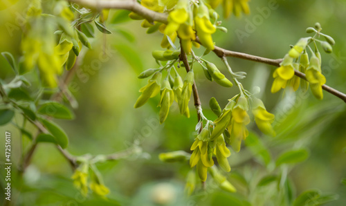 Flora of Gran Canaria - yellow flowers of Anagyris latifolia, oro de risco or cliff gold, legume endemic to Canary Islands, almost extinct in the wild on the island natural macro floral background 