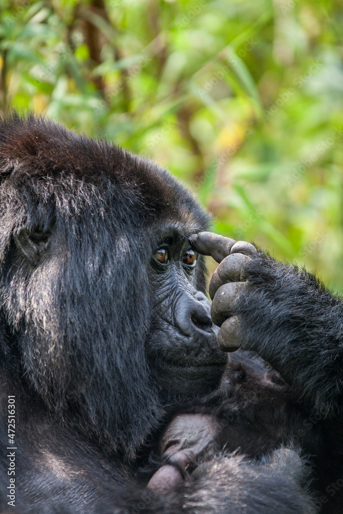 Naklejka premium Gorilla points to her forehead.