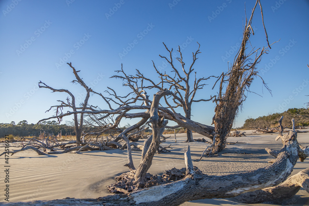 Large bare tree and driftwood on the beach
Large bare tree and driftwood on the beach