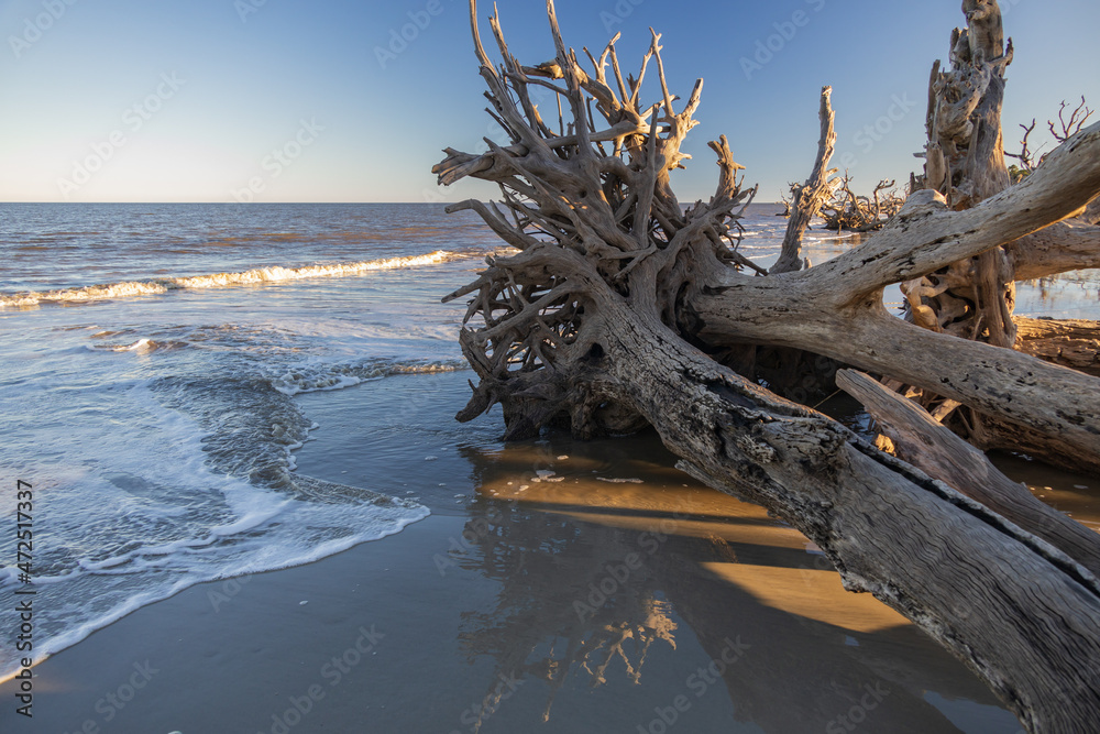 Large bare tree and driftwood on the beach
Large bare tree and driftwood on the beach