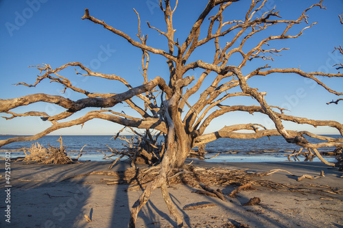 Large bare tree and driftwood on the beach
