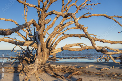 Large bare tree and driftwood on the beach  