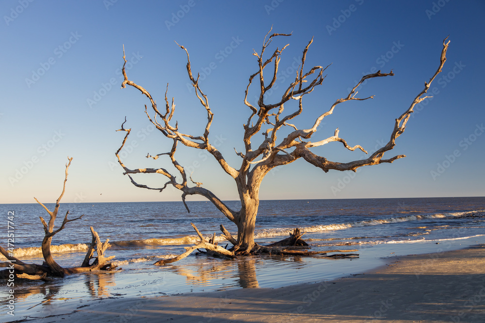 Large bare tree and driftwood on the beach
Large bare tree and driftwood on the beach