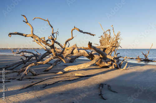 Large bare tree and driftwood on the beach  